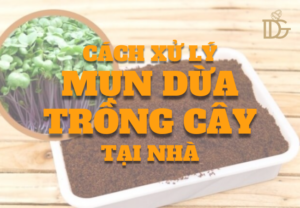 Cách Xử Lý Mụn Xơ Dừa Trồng Cây SẠCH CHÁT, TRÁNH CHẾT CÂY