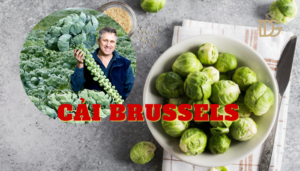 Cải Brussels là cải gì? Trồng ở Việt Nam được không?